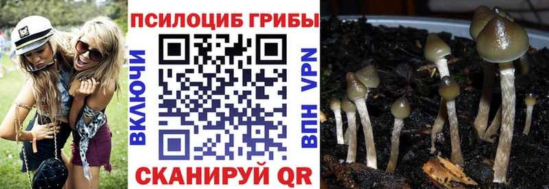 Псилоцибиновые грибы Psilocybine cubensis Новосиль